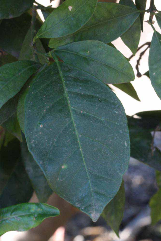            Shade leaves (Sanguina Doblefina, Riverside, CA)   